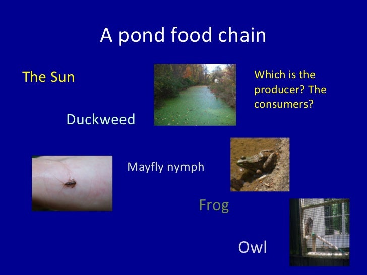 Introduction to Food Chains Biology Diagrams