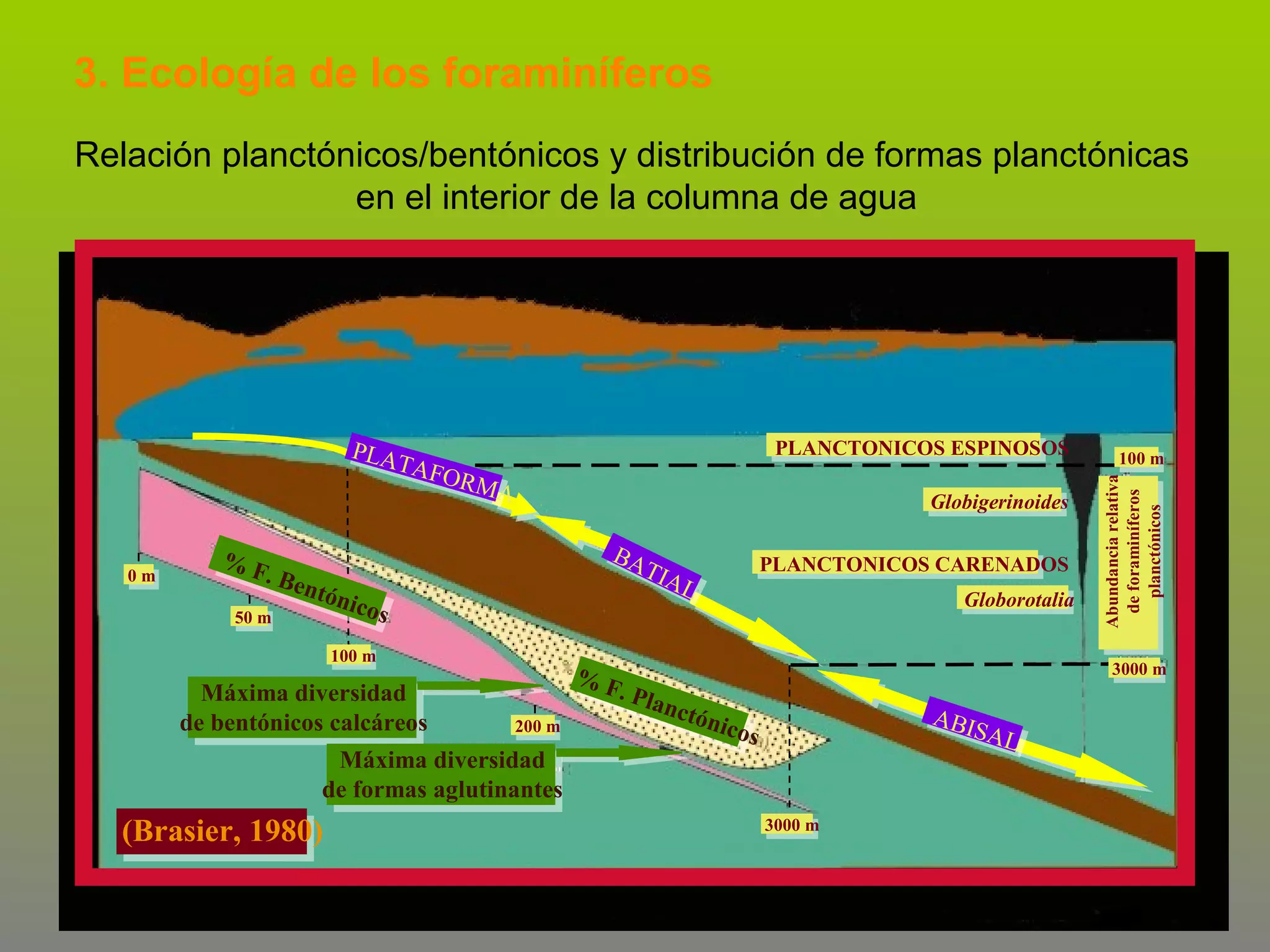 3. Ecología de los foraminíferos
Relación planctónicos/bentónicos y distribución de formas planctónicas
en el interior de la columna de agua

0m

%F
. Be
50 m

ntón

TAF
O

PLANCTONICOS ESPINOSOS

RMA

Globigerinoides

BA
i co s

100 m

Máxima diversidad
de bentónicos calcáreos

%F
200 m

Máxima diversidad
de formas aglutinantes

(Brasier, 1980)

PLANCTONICOS CARENADOS

TIA
L

. Pl a

Globorotalia

100 m
Abundancia relativa
de foraminíferos
planctónicos

PLA

3000 m

nctó

nic o

ABI

s

3000 m

SAL

 