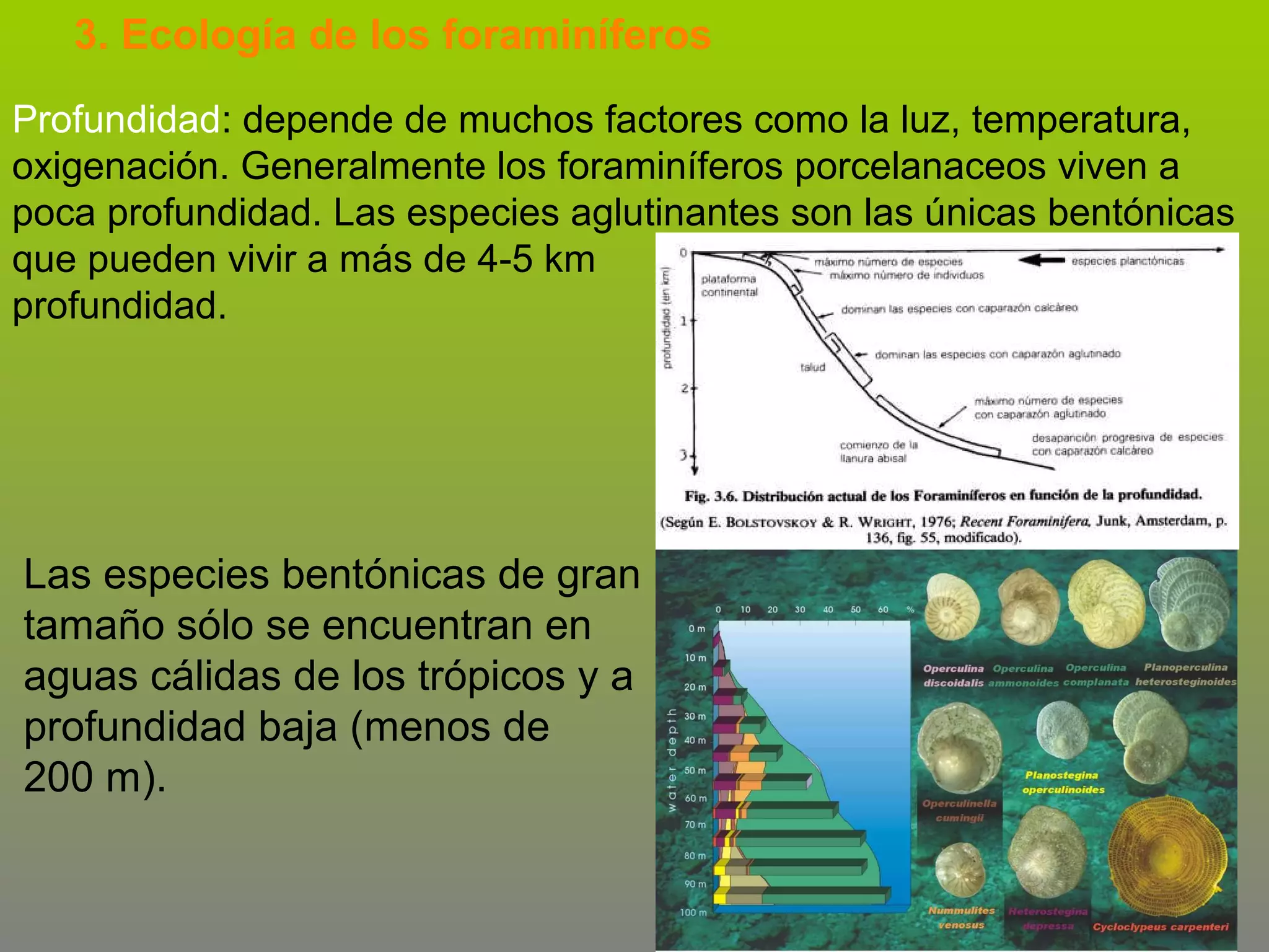 3. Ecología de los foraminíferos
Profundidad: depende de muchos factores como la luz, temperatura,
oxigenación. Generalmente los foraminíferos porcelanaceos viven a
poca profundidad. Las especies aglutinantes son las únicas bentónicas
que pueden vivir a más de 4-5 km
profundidad.

Las especies bentónicas de gran
tamaño sólo se encuentran en
aguas cálidas de los trópicos y a
profundidad baja (menos de
200 m).

 