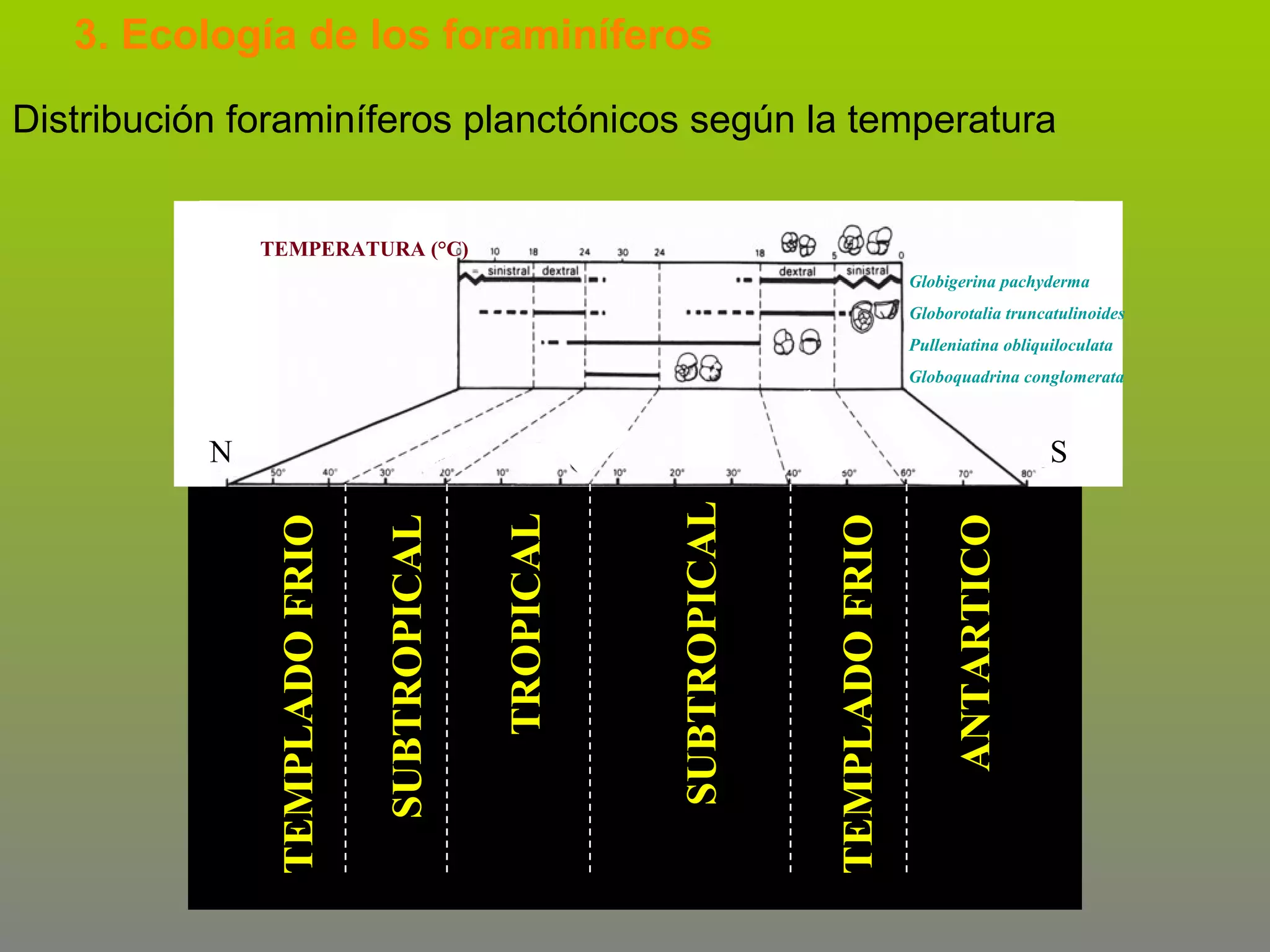 3. Ecología de los foraminíferos
Distribución foraminíferos planctónicos según la temperatura
TEMPERATURA (°C)
Globigerina pachyderma
Globorotalia truncatulinoides
Pulleniatina obliquiloculata
Globoquadrina conglomerata

ANTARTICO

TEMPLADO FRIO

SUBTROPICAL

TROPICAL

SUBTROPICAL

S

TEMPLADO FRIO

N

 