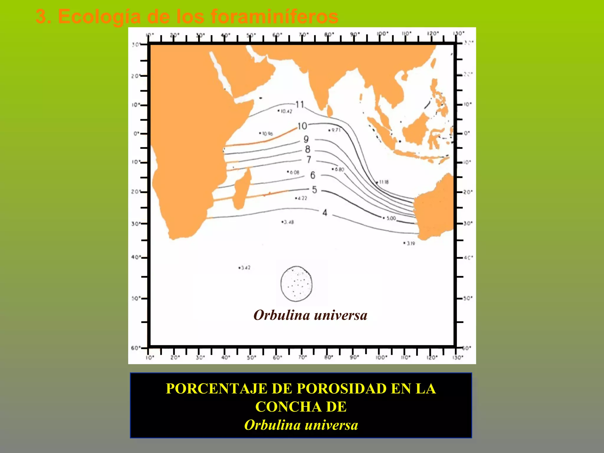 3. Ecología de los foraminíferos

Orbulina universa

PORCENTAJE DE POROSIDAD EN LA
CONCHA DE
Orbulina universa

 