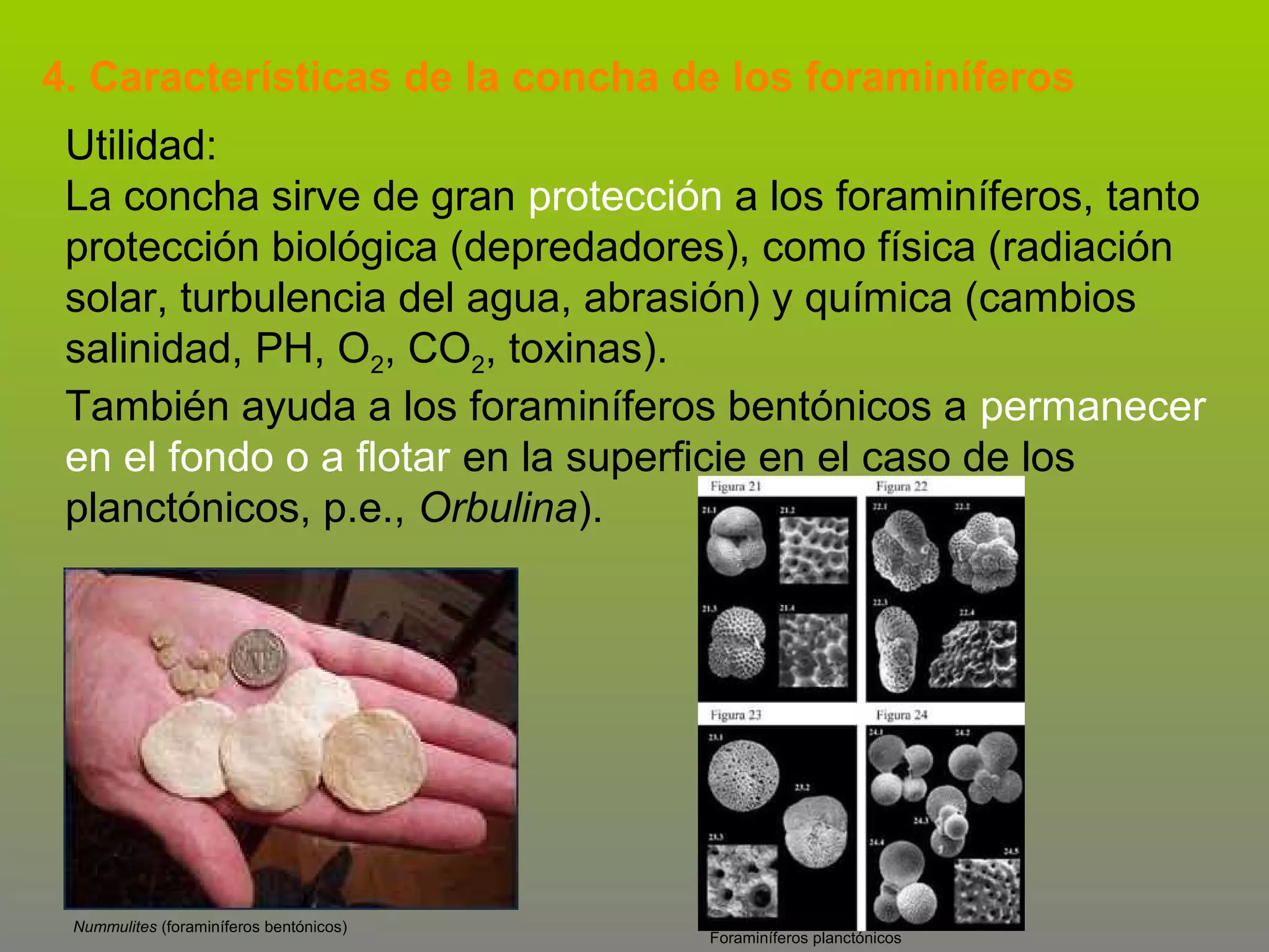 4. Características de la concha de los foraminíferos
Utilidad:
La concha sirve de gran protección a los foraminíferos, tanto
protección biológica (depredadores), como física (radiación
solar, turbulencia del agua, abrasión) y química (cambios
salinidad, PH, O2, CO2, toxinas).
También ayuda a los foraminíferos bentónicos a permanecer
en el fondo o a flotar en la superficie en el caso de los
planctónicos, p.e., Orbulina).

Nummulites (foraminíferos bentónicos)

Foraminíferos planctónicos

 