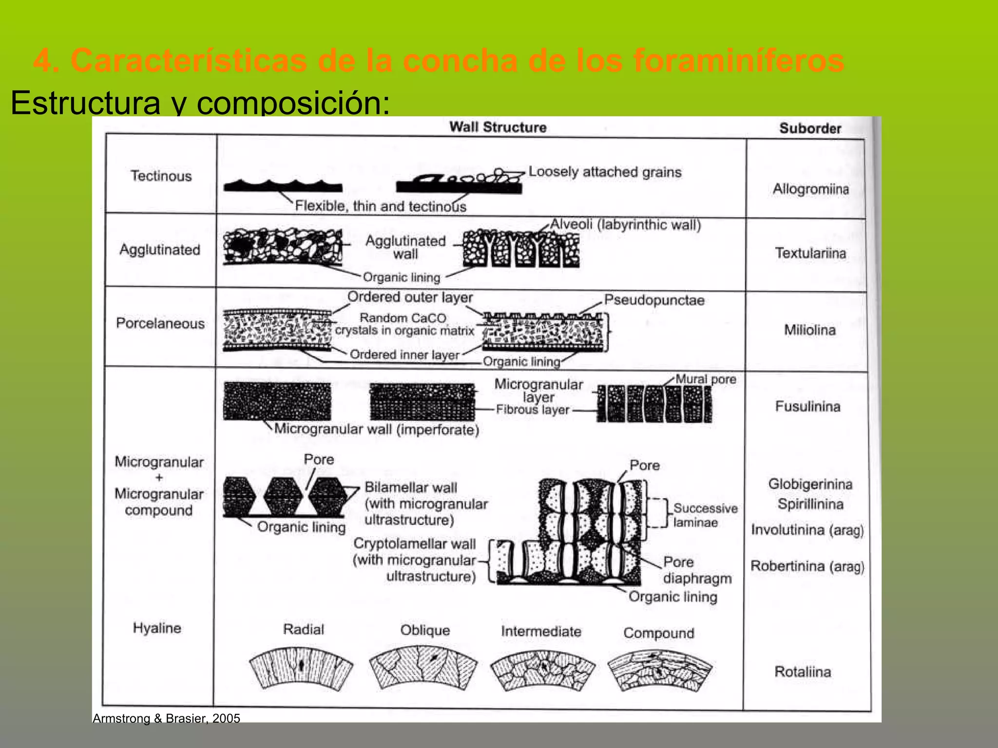 4. Características de la concha de los foraminíferos
Estructura y composición:

Armstrong & Brasier, 2005

 