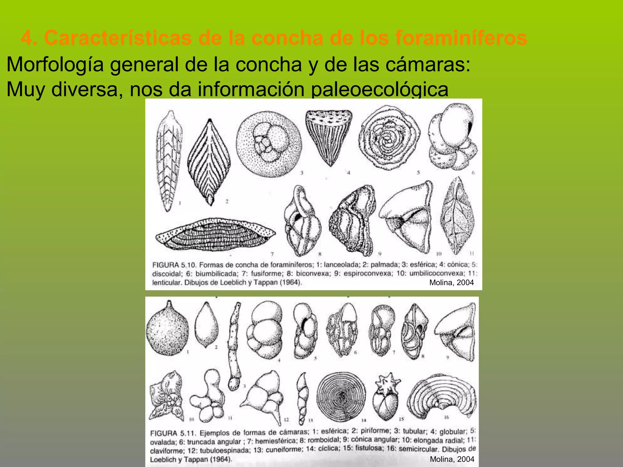 4. Características de la concha de los foraminíferos
Morfología general de la concha y de las cámaras:
Muy diversa, nos da información paleoecológica

Molina, 2004

Molina, 2004

 