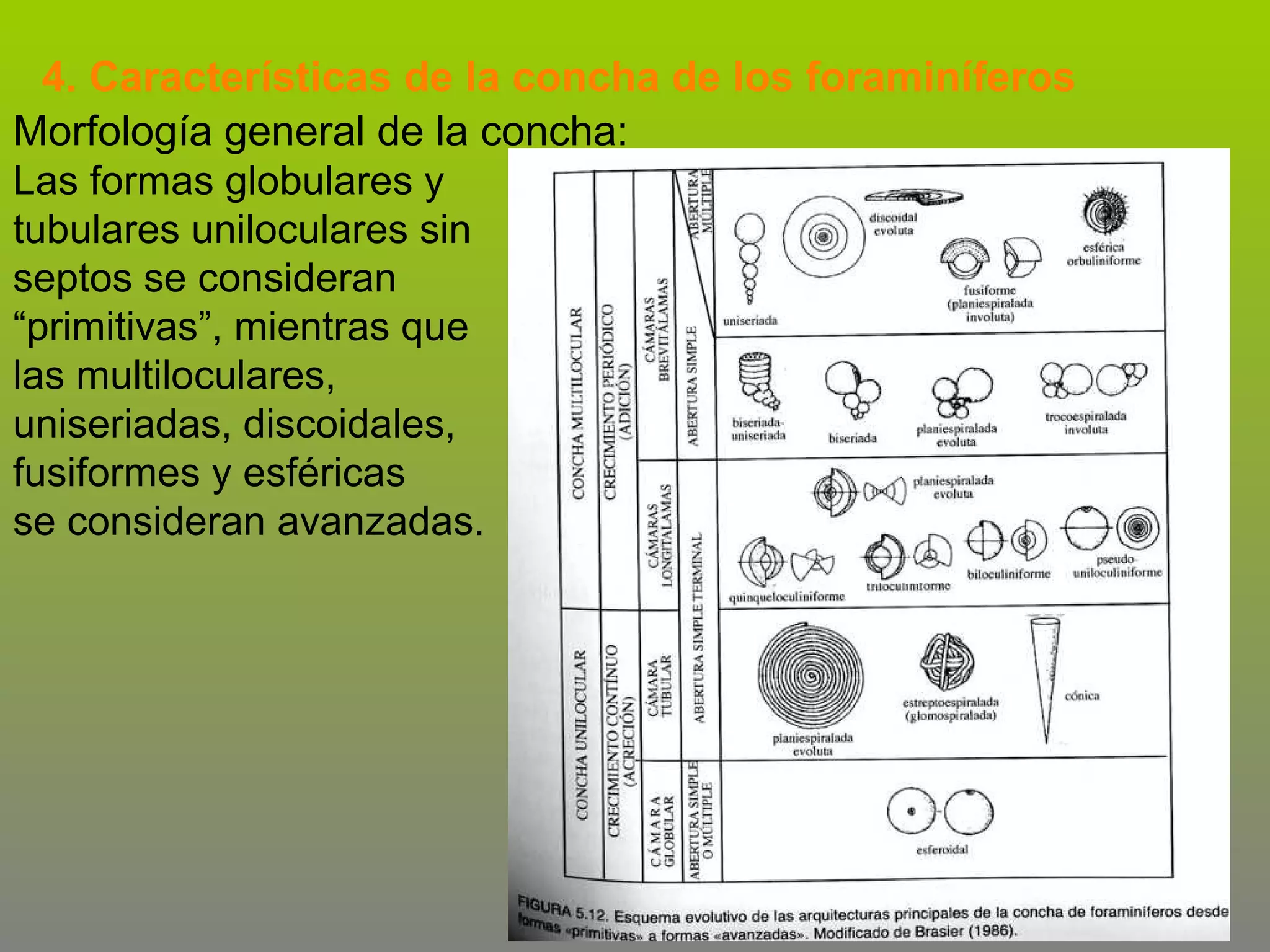 4. Características de la concha de los foraminíferos
Morfología general de la concha:
Las formas globulares y
tubulares uniloculares sin
septos se consideran
“primitivas”, mientras que
las multiloculares,
uniseriadas, discoidales,
fusiformes y esféricas
se consideran avanzadas.

 