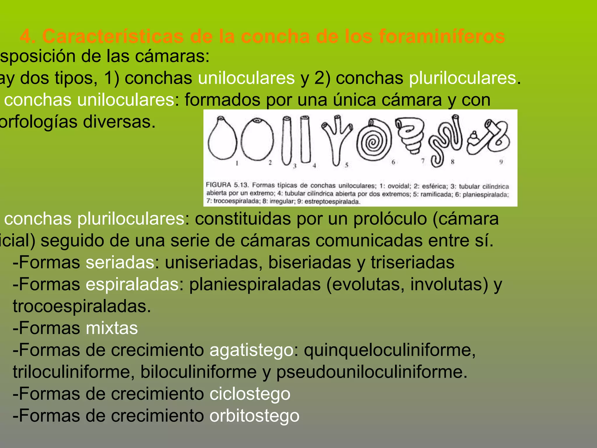 4. Características de la concha de los foraminíferos

sposición de las cámaras:
ay dos tipos, 1) conchas uniloculares y 2) conchas pluriloculares.
conchas uniloculares: formados por una única cámara y con
orfologías diversas.

conchas pluriloculares: constituidas por un prolóculo (cámara
icial) seguido de una serie de cámaras comunicadas entre sí.
-Formas seriadas: uniseriadas, biseriadas y triseriadas
-Formas espiraladas: planiespiraladas (evolutas, involutas) y
trocoespiraladas.
-Formas mixtas
-Formas de crecimiento agatistego: quinqueloculiniforme,
triloculiniforme, biloculiniforme y pseudouniloculiniforme.
-Formas de crecimiento ciclostego
-Formas de crecimiento orbitostego

 