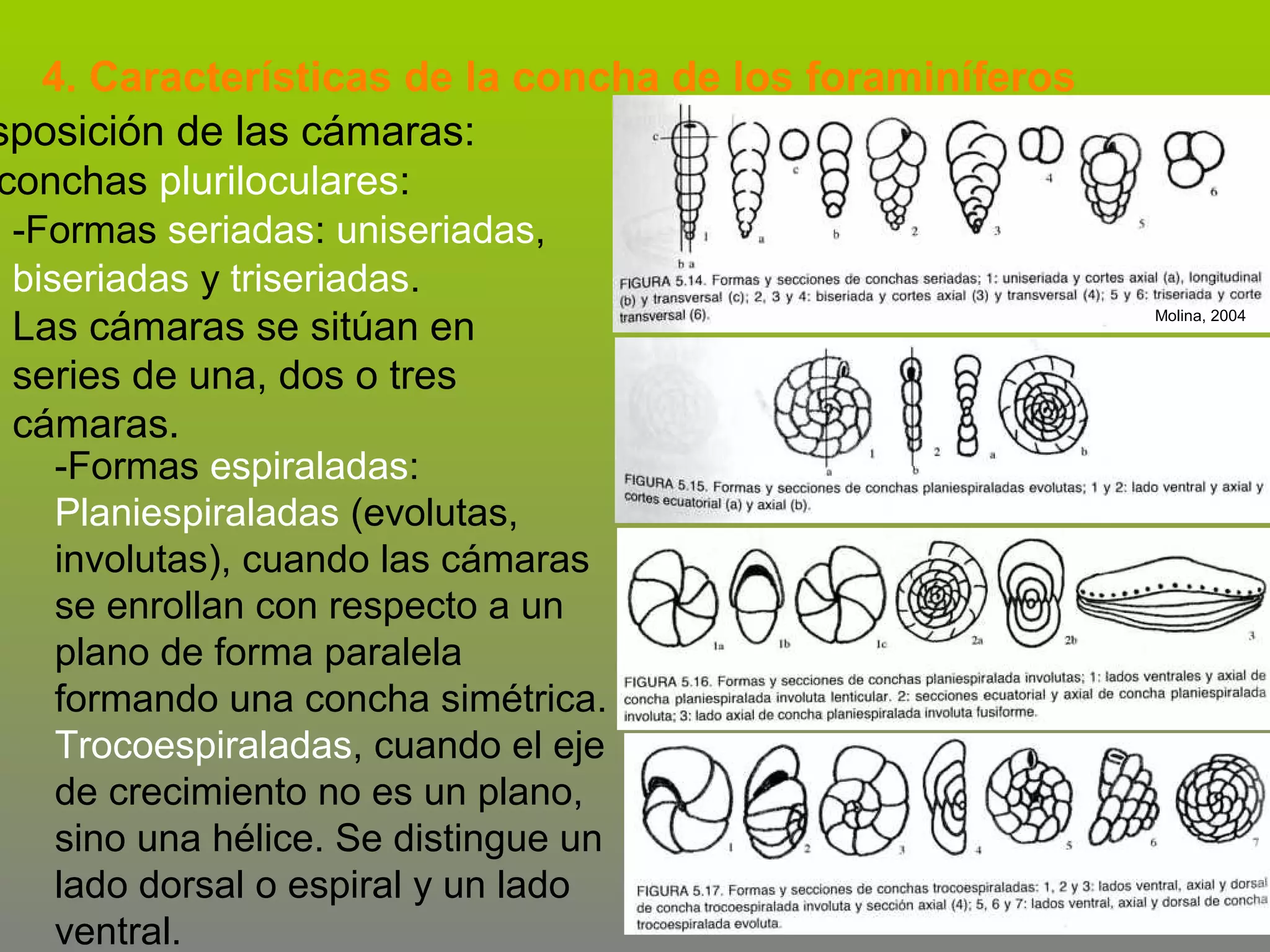 4. Características de la concha de los foraminíferos
sposición de las cámaras:
conchas pluriloculares:
-Formas seriadas: uniseriadas,
biseriadas y triseriadas.
Las cámaras se sitúan en
series de una, dos o tres
cámaras.
-Formas espiraladas:
Planiespiraladas (evolutas,
involutas), cuando las cámaras
se enrollan con respecto a un
plano de forma paralela
formando una concha simétrica.
Trocoespiraladas, cuando el eje
de crecimiento no es un plano,
sino una hélice. Se distingue un
lado dorsal o espiral y un lado
ventral.

Molina, 2004

 