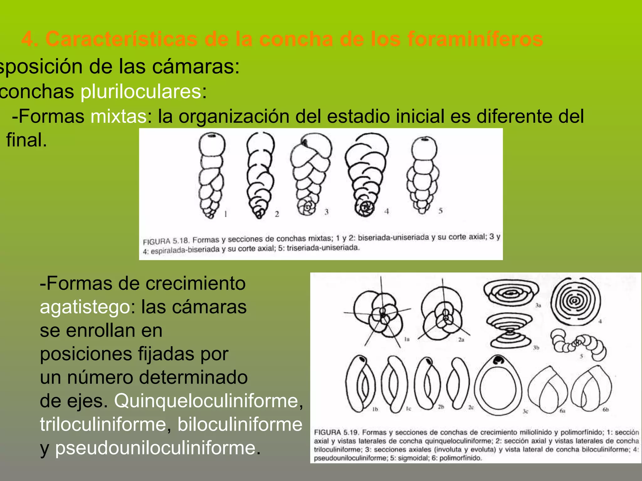 4. Características de la concha de los foraminíferos
sposición de las cámaras:
conchas pluriloculares:
-Formas mixtas: la organización del estadio inicial es diferente del
final.

-Formas de crecimiento
agatistego: las cámaras
se enrollan en
posiciones fijadas por
un número determinado
de ejes. Quinqueloculiniforme,
triloculiniforme, biloculiniforme
y pseudouniloculiniforme.

 