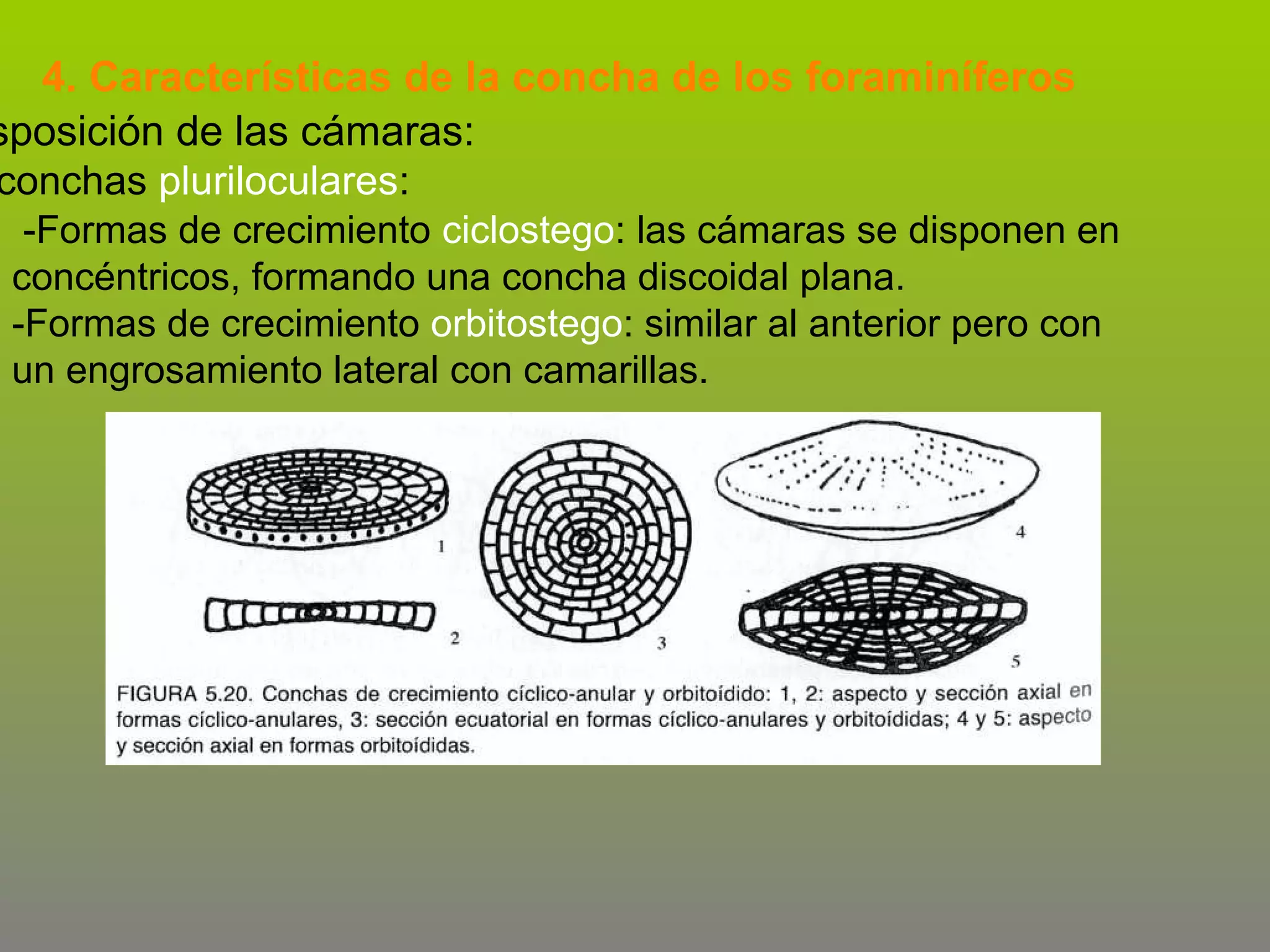 4. Características de la concha de los foraminíferos
sposición de las cámaras:
conchas pluriloculares:
-Formas de crecimiento ciclostego: las cámaras se disponen en
concéntricos, formando una concha discoidal plana.
-Formas de crecimiento orbitostego: similar al anterior pero con
un engrosamiento lateral con camarillas.

 