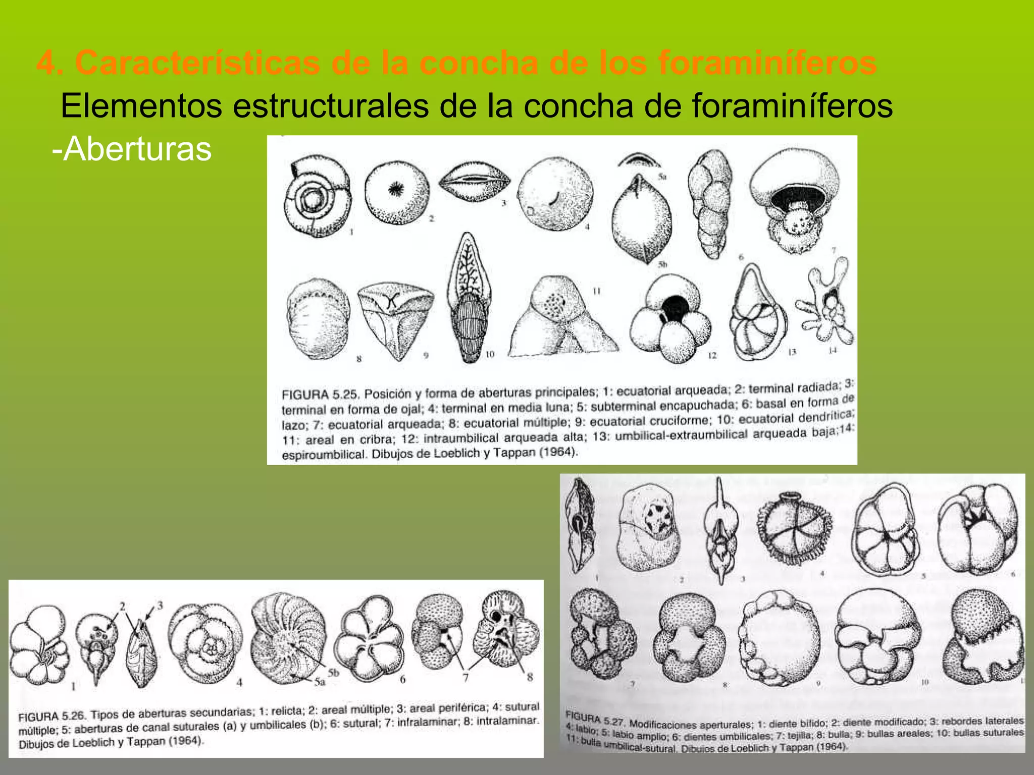 4. Características de la concha de los foraminíferos
Elementos estructurales de la concha de foraminíferos
-Aberturas

 