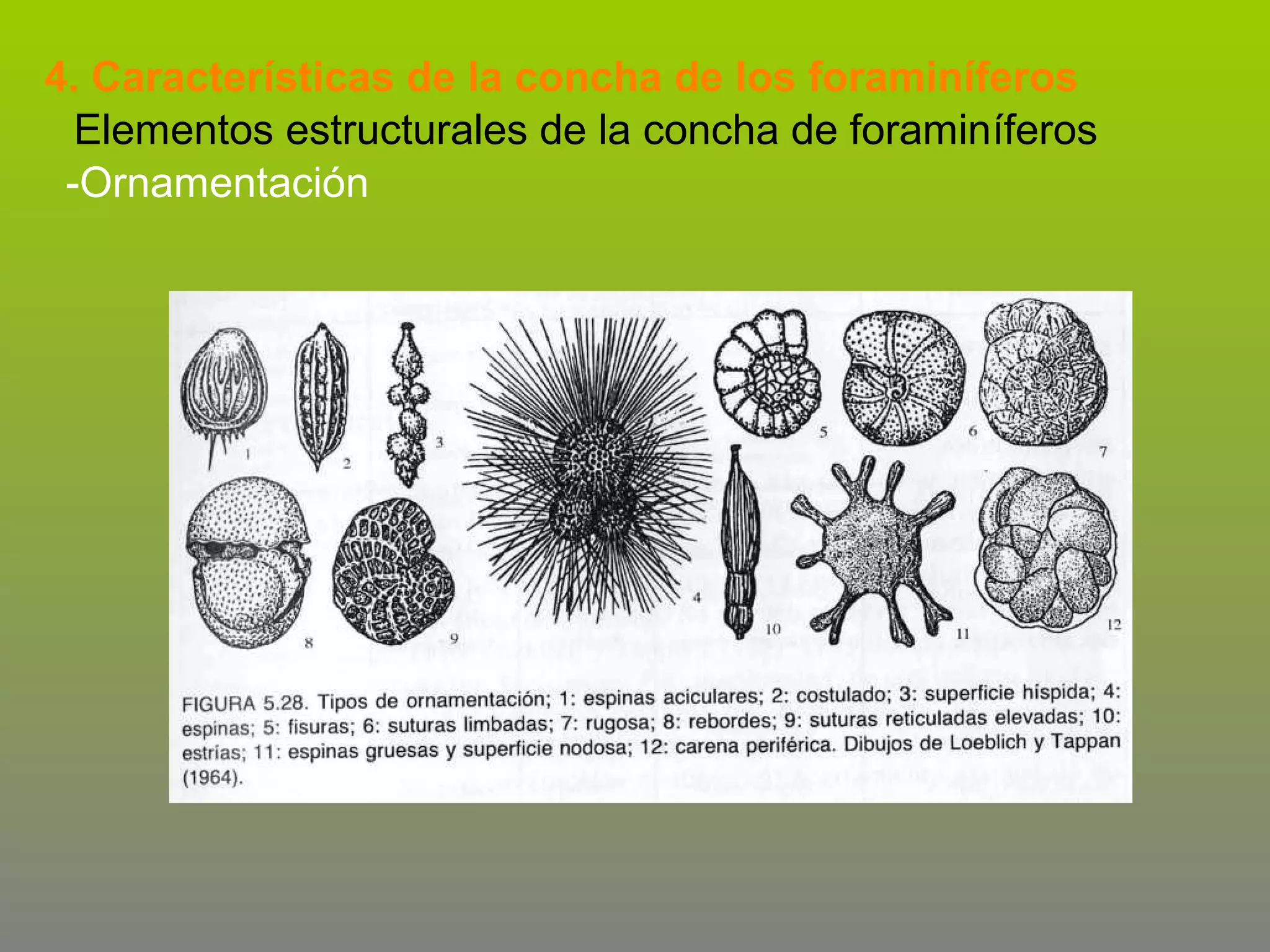 4. Características de la concha de los foraminíferos
Elementos estructurales de la concha de foraminíferos
-Ornamentación

 