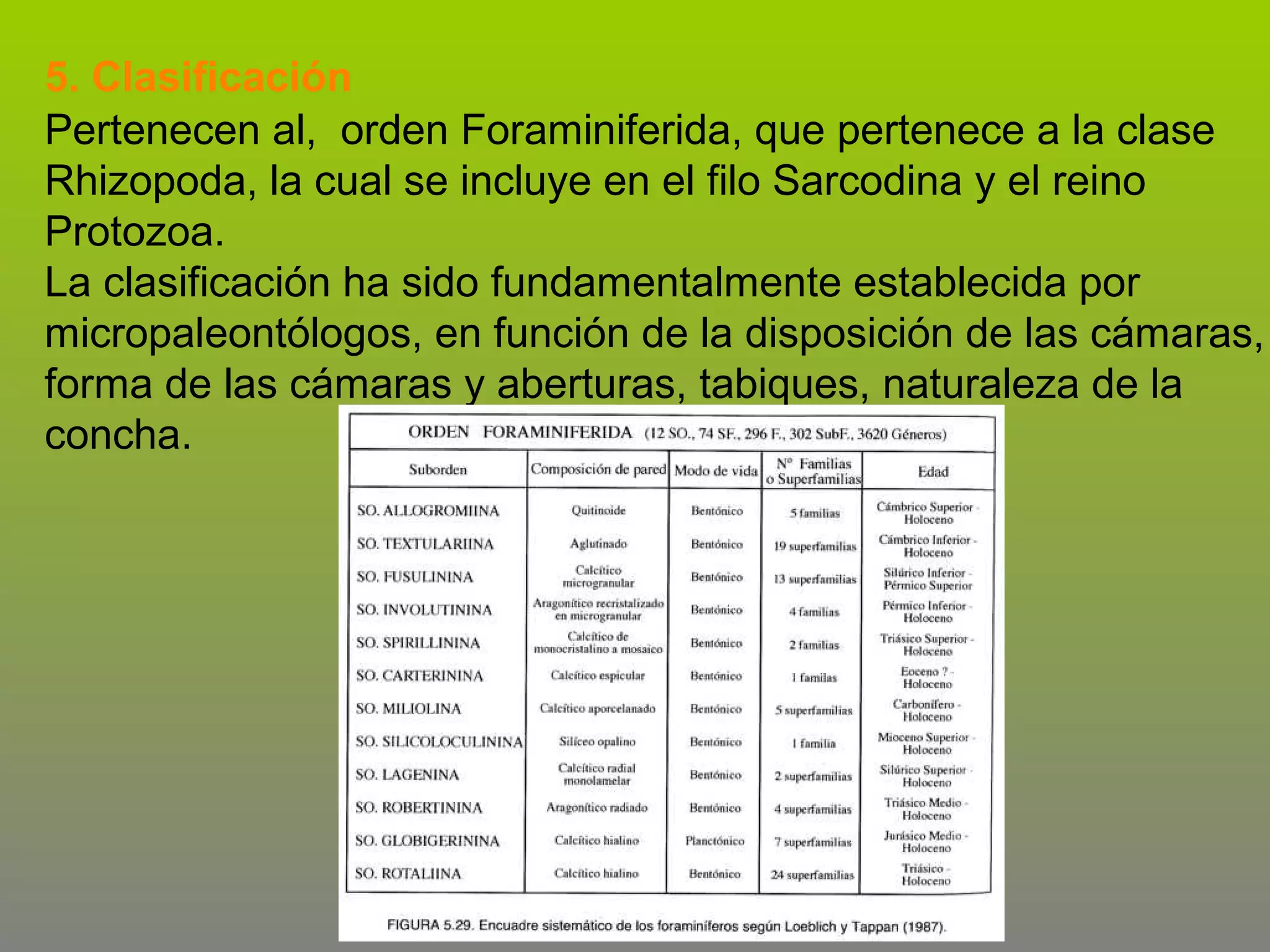 5. Clasificación
Pertenecen al, orden Foraminiferida, que pertenece a la clase
Rhizopoda, la cual se incluye en el filo Sarcodina y el reino
Protozoa.
La clasificación ha sido fundamentalmente establecida por
micropaleontólogos, en función de la disposición de las cámaras,
forma de las cámaras y aberturas, tabiques, naturaleza de la
concha.

 