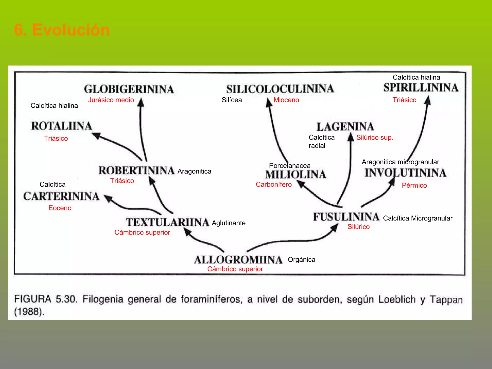 6. Evolución
Calcítica hialina

Calcítica hialina

Jurásico medio

Silícea

Mioceno

Calcítica
radial

Triásico

Porcelanacea

Aragonitica
Calcítica

Triásico

Triásico

Silúrico sup.
Aragonitica microgranular

Carbonífero

Pérmico

Eoceno
Calcítica Microgranular

Aglutinante

Silúrico

Cámbrico superior

Orgánica
Cámbrico superior

 