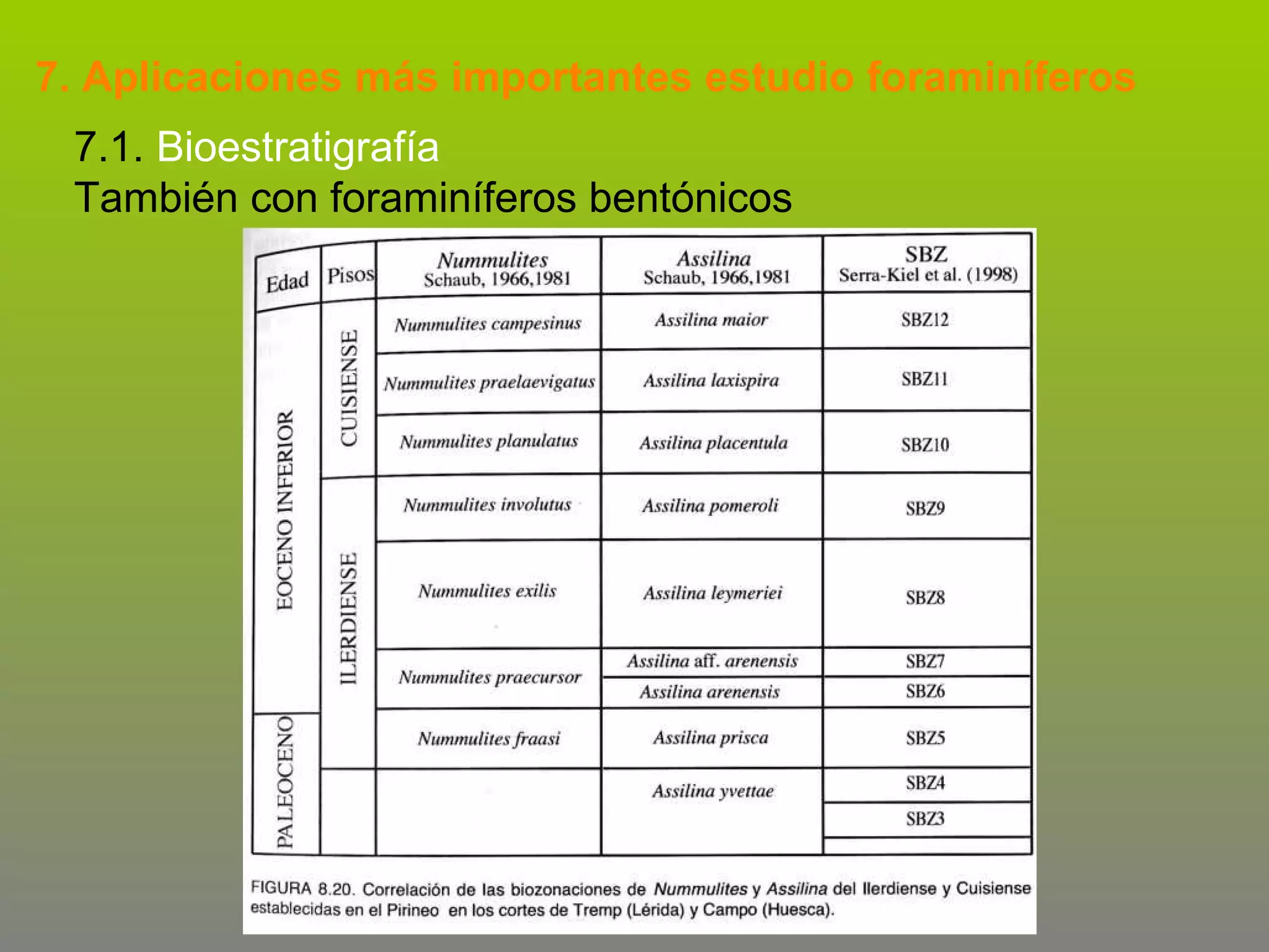 7. Aplicaciones más importantes estudio foraminíferos
7.1. Bioestratigrafía
También con foraminíferos bentónicos

 