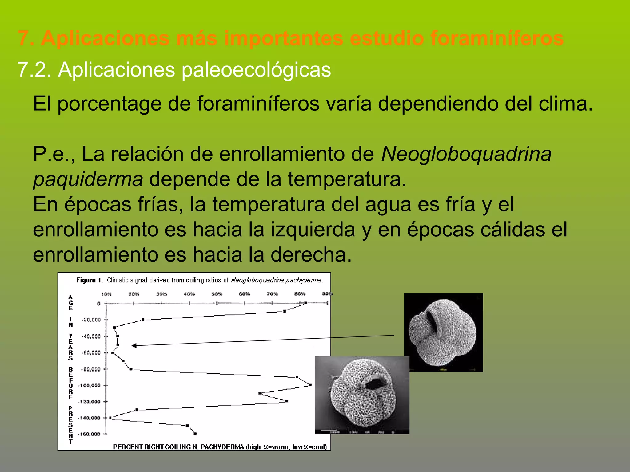 7. Aplicaciones más importantes estudio foraminíferos
7.2. Aplicaciones paleoecológicas
El porcentage de foraminíferos varía dependiendo del clima.
P.e., La relación de enrollamiento de Neogloboquadrina
paquiderma depende de la temperatura.
En épocas frías, la temperatura del agua es fría y el
enrollamiento es hacia la izquierda y en épocas cálidas el
enrollamiento es hacia la derecha.

 