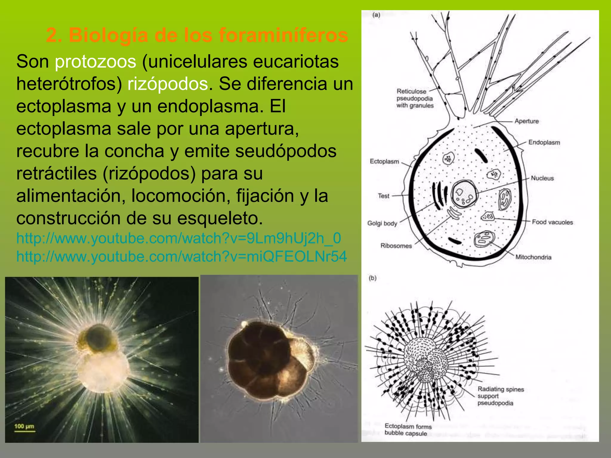 2. Biología de los foraminíferos
Son protozoos (unicelulares eucariotas
heterótrofos) rizópodos. Se diferencia un
ectoplasma y un endoplasma. El
ectoplasma sale por una apertura,
recubre la concha y emite seudópodos
retráctiles (rizópodos) para su
alimentación, locomoción, fijación y la
construcción de su esqueleto.
http://www.youtube.com/watch?v=9Lm9hUj2h_0
http://www.youtube.com/watch?v=miQFEOLNr54

 