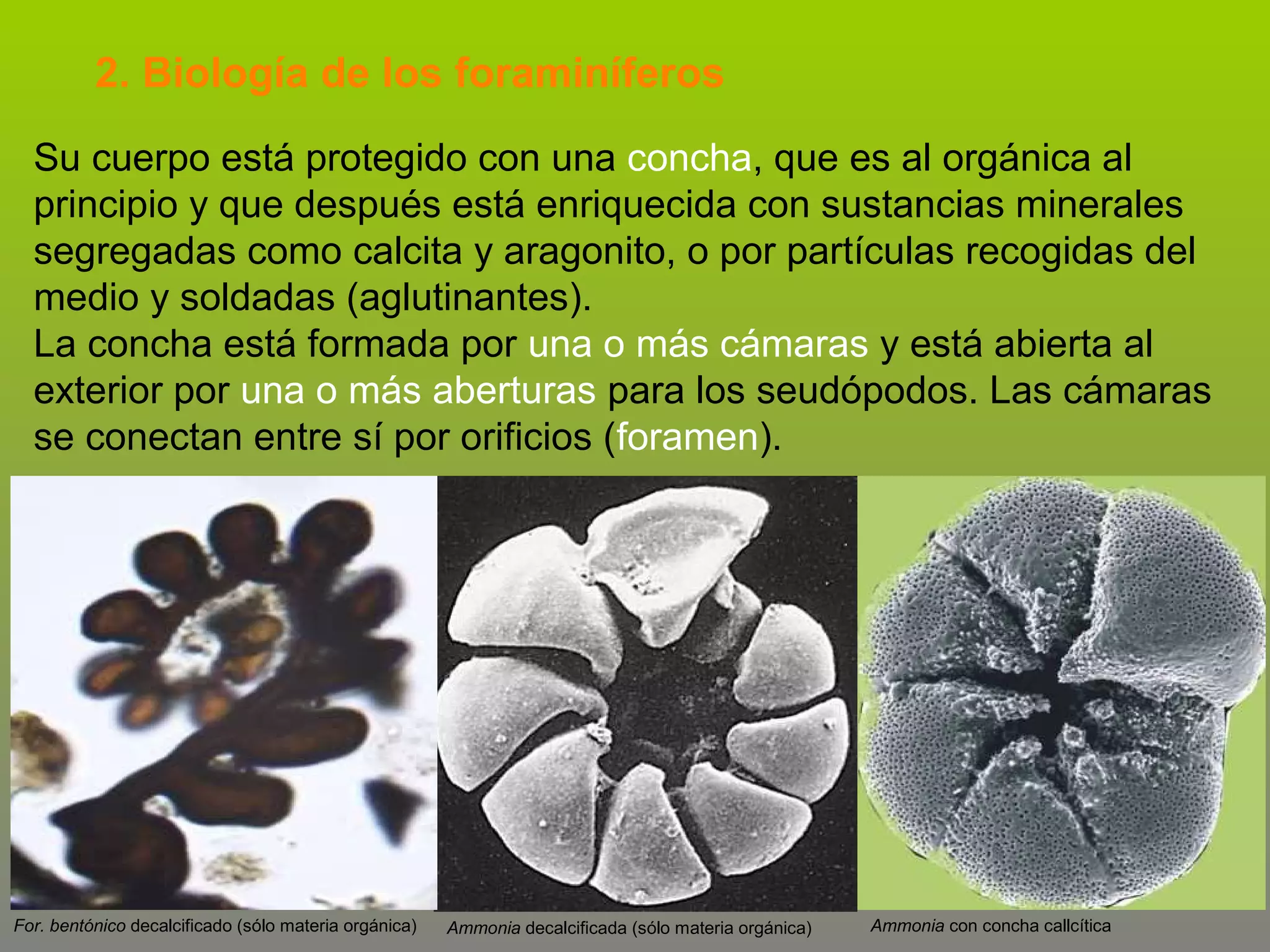 2. Biología de los foraminíferos
Su cuerpo está protegido con una concha, que es al orgánica al
principio y que después está enriquecida con sustancias minerales
segregadas como calcita y aragonito, o por partículas recogidas del
medio y soldadas (aglutinantes).
La concha está formada por una o más cámaras y está abierta al
exterior por una o más aberturas para los seudópodos. Las cámaras
se conectan entre sí por orificios (foramen).

For. bentónico decalcificado (sólo materia orgánica)

Ammonia decalcificada (sólo materia orgánica)

Ammonia con concha callcítica

 