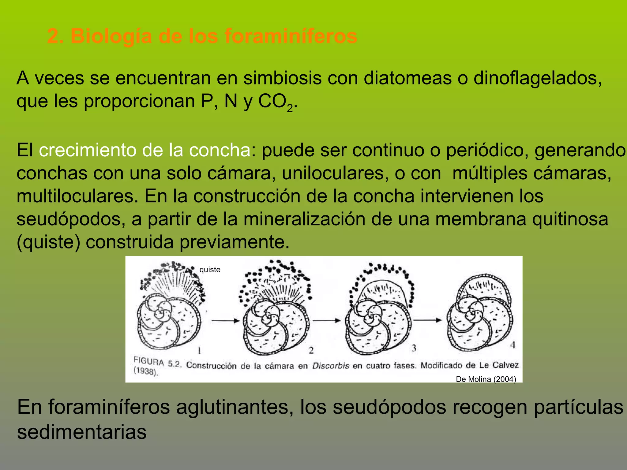 2. Biología de los foraminíferos
A veces se encuentran en simbiosis con diatomeas o dinoflagelados,
que les proporcionan P, N y CO2.
El crecimiento de la concha: puede ser continuo o periódico, generando
conchas con una solo cámara, uniloculares, o con múltiples cámaras,
multiloculares. En la construcción de la concha intervienen los
seudópodos, a partir de la mineralización de una membrana quitinosa
(quiste) construida previamente.
quiste

De Molina (2004)

En foraminíferos aglutinantes, los seudópodos recogen partículas
sedimentarias

 