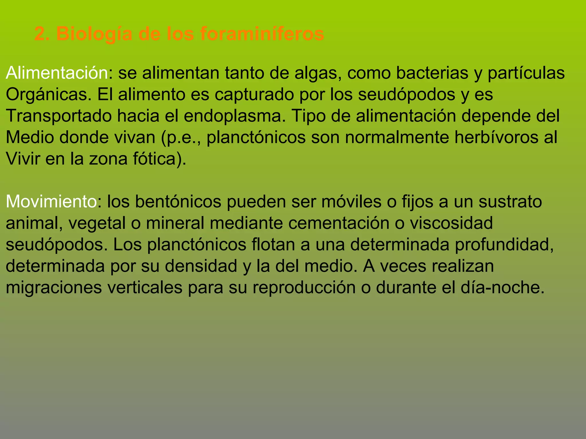 2. Biología de los foraminíferos
Alimentación: se alimentan tanto de algas, como bacterias y partículas
Orgánicas. El alimento es capturado por los seudópodos y es
Transportado hacia el endoplasma. Tipo de alimentación depende del
Medio donde vivan (p.e., planctónicos son normalmente herbívoros al
Vivir en la zona fótica).
Movimiento: los bentónicos pueden ser móviles o fijos a un sustrato
animal, vegetal o mineral mediante cementación o viscosidad
seudópodos. Los planctónicos flotan a una determinada profundidad,
determinada por su densidad y la del medio. A veces realizan
migraciones verticales para su reproducción o durante el día-noche.

 