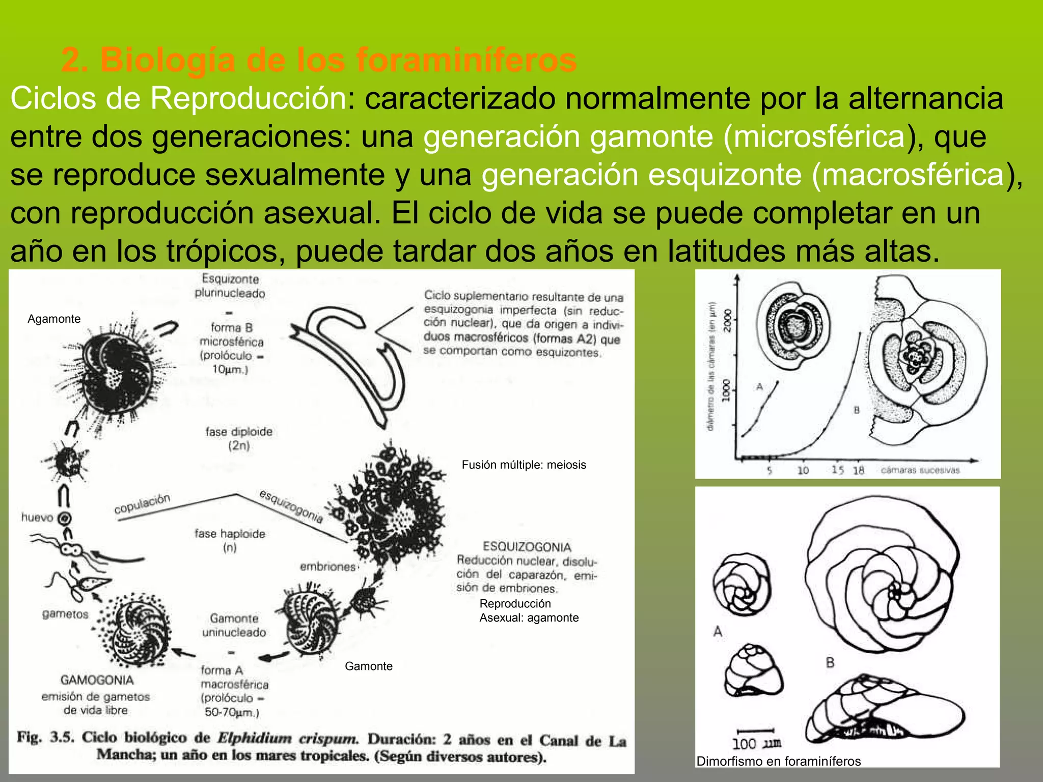 2. Biología de los foraminíferos
Ciclos de Reproducción: caracterizado normalmente por la alternancia
entre dos generaciones: una generación gamonte (microsférica), que
se reproduce sexualmente y una generación esquizonte (macrosférica),
con reproducción asexual. El ciclo de vida se puede completar en un
año en los trópicos, puede tardar dos años en latitudes más altas.
Agamonte

Fusión múltiple: meiosis

Reproducción
Asexual: agamonte

Gamonte

Dimorfismo en foraminíferos

 