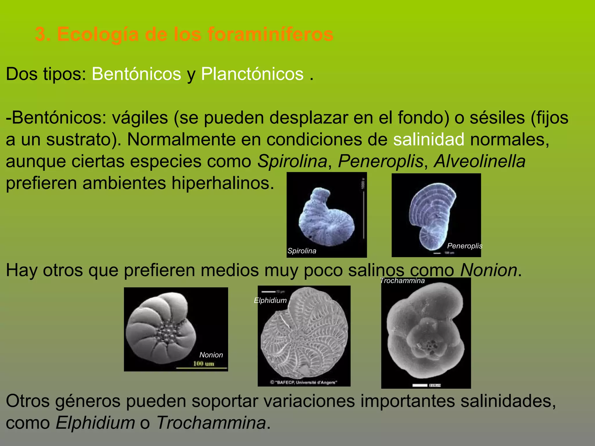 3. Ecología de los foraminíferos
Dos tipos: Bentónicos y Planctónicos .
-Bentónicos: vágiles (se pueden desplazar en el fondo) o sésiles (fijos
a un sustrato). Normalmente en condiciones de salinidad normales,
aunque ciertas especies como Spirolina, Peneroplis, Alveolinella
prefieren ambientes hiperhalinos.

Spirolina

Peneroplis

Hay otros que prefieren medios muy poco salinos como Nonion.
Trochammina
Elphidium

Nonion

Otros géneros pueden soportar variaciones importantes salinidades,
como Elphidium o Trochammina.

 