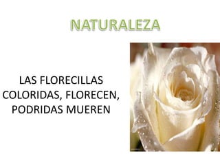 LAS FLORECILLAS
COLORIDAS, FLORECEN,
PODRIDAS MUEREN