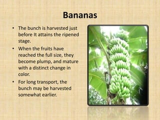 Bananas
• The bunch is harvested just
before It attains the ripened
stage.
• When the fruits have
reached the full size, they
become plump, and mature
with a distinct change in
color.
• For long transport, the
bunch may be harvested
somewhat earlier.
 
