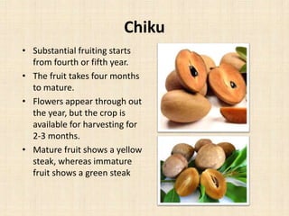 Chiku
• Substantial fruiting starts
from fourth or fifth year.
• The fruit takes four months
to mature.
• Flowers appear through out
the year, but the crop is
available for harvesting for
2-3 months.
• Mature fruit shows a yellow
steak, whereas immature
fruit shows a green steak
 