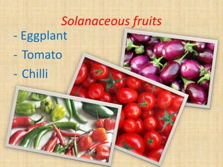 Solanaceous fruits
- Eggplant
- Tomato
- Chilli
 