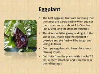 Eggplant
• The best eggplant fruits are so young that
the seeds are barely visible when you cut
them open and are about 4 to 5 inches
(10-12 cm) long for standard varieties.
• The skin should be glossy and tight. If the
skin is dull, that is sign the eggplant if
overripe and the flesh will be tough and
losing its flavor.
• Overripe eggplant also have black seeds
forming inside.
• Cut fruits from the plants with 1 inch (2.5
cm) of stem attached, and store them in
the refrigerator.
 