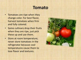Tomato
• Tomatoes are ripe when they
change color. For best flavor,
harvest tomatoes when firm
and fully colored.
• Some cultivars drop their fruits
when they are ripe, just pick
these up and use them.
• Store at room temperature,
never store tomatoes in the
refrigerator because cool
temperatures cause them to
lose flavor and textures.
 