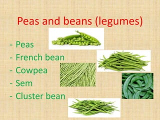 Peas and beans (legumes)
- Peas
- French bean
- Cowpea
- Sem
- Cluster bean
 