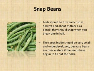 Snap Beans
• Pods should be firm and crisp at
harvest and about as thick as a
pencil; they should snap when you
break one in half.
• The seeds inside should be very small
and underdeveloped, because beans
are over mature if the seeds have
begun to fill out the pods.
 