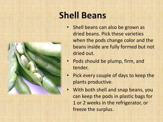 Shell Beans
• Shell beans can also be grown as
dried beans. Pick these varieties
when the pods change color and the
beans inside are fully formed but not
dried out.
• Pods should be plump, firm, and
tender.
• Pick every couple of days to keep the
plants productive.
• With both shell and snap beans, you
can keep the pods in plastic bags for
1 or 2 weeks in the refrigerator, or
freeze the surplus.
 