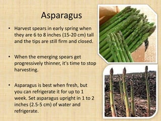 Asparagus
• Harvest spears in early spring when
they are 6 to 8 inches (15-20 cm) tall
and the tips are still firm and closed.
• When the emerging spears get
progressively thinner, it's time to stop
harvesting.
• Asparagus is best when fresh, but
you can refrigerate it for up to 1
week. Set asparagus upright in 1 to 2
inches (2.5-5 cm) of water and
refrigerate.
 