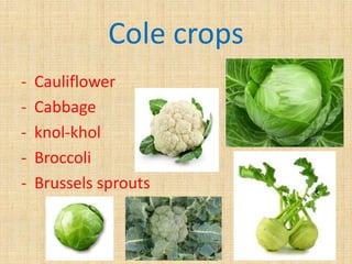 Cole crops
- Cauliflower
- Cabbage
- knol-khol
- Broccoli
- Brussels sprouts
 