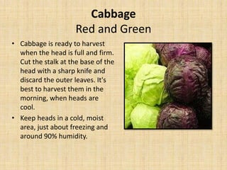 Cabbage
Red and Green
• Cabbage is ready to harvest
when the head is full and firm.
Cut the stalk at the base of the
head with a sharp knife and
discard the outer leaves. It's
best to harvest them in the
morning, when heads are
cool.
• Keep heads in a cold, moist
area, just about freezing and
around 90% humidity.
 