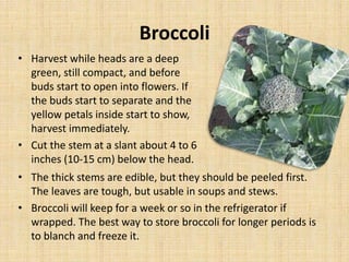 Broccoli
• Harvest while heads are a deep
green, still compact, and before
buds start to open into flowers. If
the buds start to separate and the
yellow petals inside start to show,
harvest immediately.
• Cut the stem at a slant about 4 to 6
inches (10-15 cm) below the head.
• The thick stems are edible, but they should be peeled first.
The leaves are tough, but usable in soups and stews.
• Broccoli will keep for a week or so in the refrigerator if
wrapped. The best way to store broccoli for longer periods is
to blanch and freeze it.
 