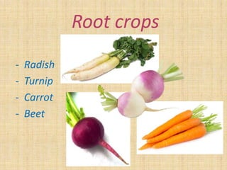 Root crops
- Radish
- Turnip
- Carrot
- Beet
 