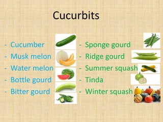 Cucurbits
- Cucumber
- Musk melon
- Water melon
- Bottle gourd
- Bitter gourd
- Sponge gourd
- Ridge gourd
- Summer squash
- Tinda
- Winter squash
 