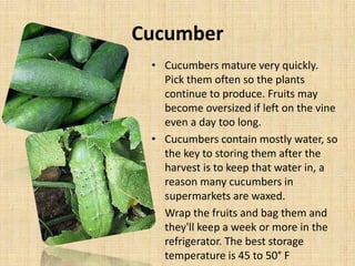 Cucumber
• Cucumbers mature very quickly.
Pick them often so the plants
continue to produce. Fruits may
become oversized if left on the vine
even a day too long.
• Cucumbers contain mostly water, so
the key to storing them after the
harvest is to keep that water in, a
reason many cucumbers in
supermarkets are waxed.
• Wrap the fruits and bag them and
they'll keep a week or more in the
refrigerator. The best storage
temperature is 45 to 50° F
 