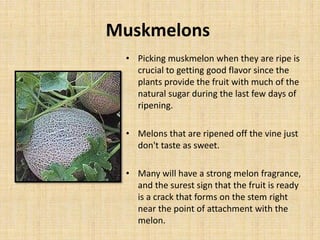 Muskmelons
• Picking muskmelon when they are ripe is
crucial to getting good flavor since the
plants provide the fruit with much of the
natural sugar during the last few days of
ripening.
• Melons that are ripened off the vine just
don't taste as sweet.
• Many will have a strong melon fragrance,
and the surest sign that the fruit is ready
is a crack that forms on the stem right
near the point of attachment with the
melon.
 