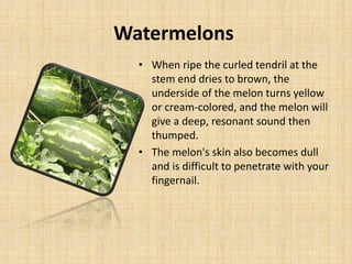 Watermelons
• When ripe the curled tendril at the
stem end dries to brown, the
underside of the melon turns yellow
or cream-colored, and the melon will
give a deep, resonant sound then
thumped.
• The melon's skin also becomes dull
and is difficult to penetrate with your
fingernail.
 