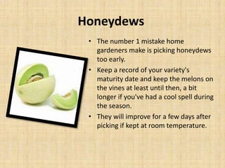 Honeydews
• The number 1 mistake home
gardeners make is picking honeydews
too early.
• Keep a record of your variety's
maturity date and keep the melons on
the vines at least until then, a bit
longer if you've had a cool spell during
the season.
• They will improve for a few days after
picking if kept at room temperature.
 