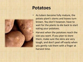 Potatoes
• As tubers become fully mature, the
potato plant's stems and leaves turn
brown. You don't however, have to
wait for the plants to die back to start
eating your potatoes.
• Harvest when the potatoes reach the
size you want. If you plan to store
them, make sure the skins are very
tough, and don't peel off easily when
you gently rub them with a finger at
harvest time.
 
