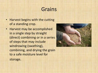 Grains
• Harvest begins with the cutting
of a standing crop.
• Harvest may be accomplished
in a single step by straight
(direct) combining or in a series
of steps that may include
windrowing (swathing),
combining, and drying the grain
to a safe moisture level for
storage.
 