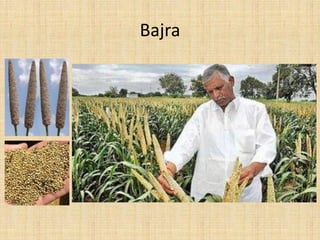 Bajra
 