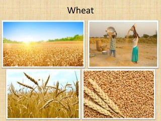 Wheat
 