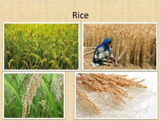 Rice
 