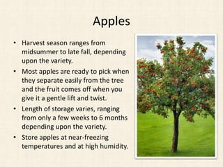 Apples
• Harvest season ranges from
midsummer to late fall, depending
upon the variety.
• Most apples are ready to pick when
they separate easily from the tree
and the fruit comes off when you
give it a gentle lift and twist.
• Length of storage varies, ranging
from only a few weeks to 6 months
depending upon the variety.
• Store apples at near-freezing
temperatures and at high humidity.
 